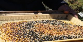 Hava Şartları Anzer Balını Vurdu