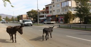 Sahipsiz Eşekler Kazalara Davetiye Çıkarıyor