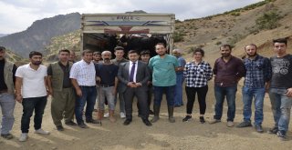 Beytüşşebapta Genç Çiftçilere Büyükbaş Hayvan Dağıtıldı
