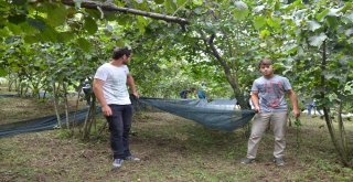 Fındık Hasadında Örtü Kullanımı Uygulaması Fatsada Gerçekleşti