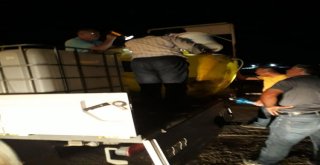 Eğirdir Gölüne 150 Bin Yavru Sazan Balığı Salındı