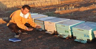 Şanlıurfada Arı Ölümleri