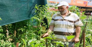 Küçükçekmeceliler Pazara Gitmiyor, Bahçeye İniyor