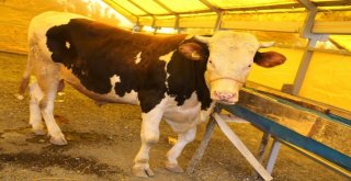 Eyüpsultan, Kurban Bayramına Hazır