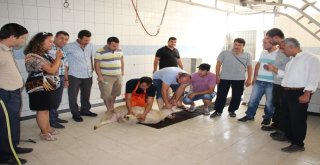 Antalyada Kurban Kesim Kursu