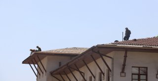 Tehlikeye Ve Meraklı Gözlere Aldırmadılar