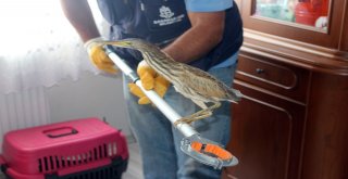(Özel) Nesli Tükenmekte Hint Balıkçıl Kuşu, Başakşehirde Bir Eve Girdi