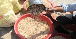 Ağın Leblebisine Talep Çoğaldı, Üretim Yüzde 300 Arttı