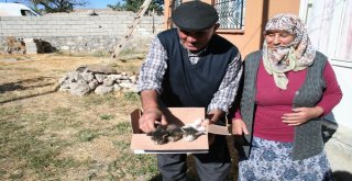 Anneleri Ölen Kedilere ‘Pamuk Anne
