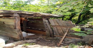 Sit Alanı İçinde Kalınca Hayatları Çekilmez Hale Geldi