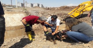Ölmek Üzere Olan Köpek Vatandaşların Duyarlılığı Sayesinde Kurtarıldı