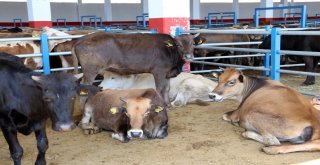 Erzurum Hayvan Pazarında Hareketlilik Artıyor