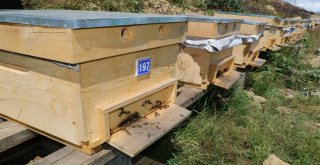 Hava Şartları Anzer Balını Vurdu