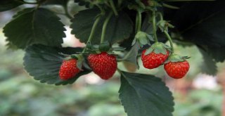 (Özel)Turizm Sektörünü Bıraktı, Memleketinde Toprak Kullanmadan Çilek Yetiştiriyor