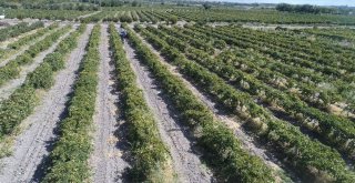 Üzümde Bereket Yılı, Türkiyenin Yarısı Elazığdan Ürün Alıyor