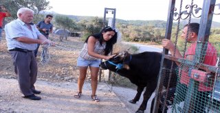 Dana Ferdinand ‘Huzur Çiftliğinde