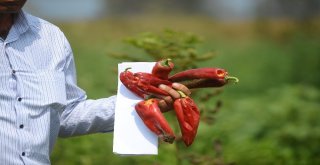 Borlu Su Sebzeleri Kuruttu