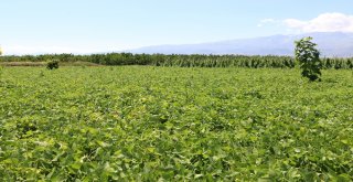 Erzincanda Tarla Günü Düzenlendi