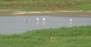 İnegöl Semalarında Pelikanlar Dikkat Çekiyor