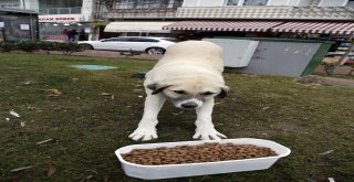 Sokaktaki Can Dostlar Unutulmadı