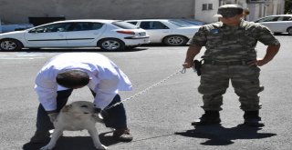 Tsknın Kahraman Ve Emektar Köpekleri