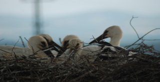 (Özel) Tepedeki Büyük Aile...