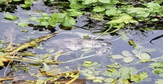 Beylerderesinde Kimyasal Atık İddiası