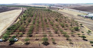 Üniversite İle Yapılan İşbirliği Fıstık Üreticisinin Yüzünü Güldürdü