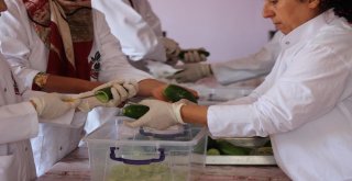 Gastronomi Kenti Hatayda Dolmalık Ve Turşuluk Salatalıklar Kışa Hazırlanıyor