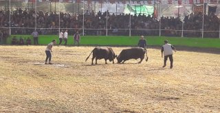 Derekapı Güz Boğa Güreşleri Yapıldı