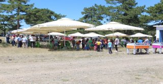 Dereyalak Mercimeği Hasattan Önce Bitiyor