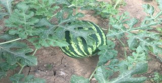 Tarımla Engelleri Aşıyoruz İlk Meyvelerini Verdi