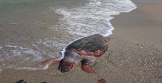 Güzelçamlı Sahilinde Ölü Caretta Caretta Bulundu