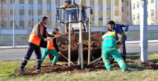 Büyükşehir 220 günde 5 bin ağaç dikti