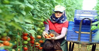 Antalyada Güzlük Domates Hasadı Başladı