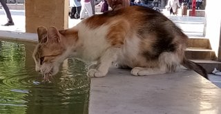 Sıcak Hava Hayvanları Da Etkiledi