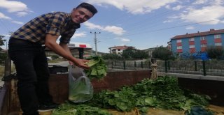 Afyonkarahisarlı Marulcu Fenomen Oldu