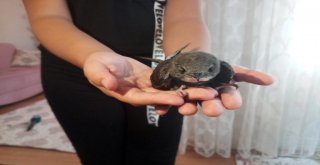 (Özel) Sokakta Buldukları Ebabil Kuşunun Yaşaması İçin Yardım Bekliyorlar