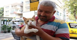 Mırmırı Gören Köpekler Yolunu Değiştiriyor