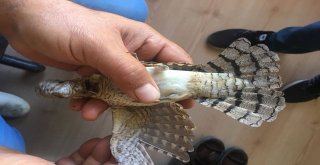Yaralı Boyun Çeviren Kuş Tedavi Altına Alındı
