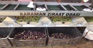 Karamanda Zeytin Hasadı Başladı