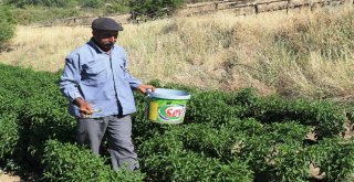 Bu Biber Başka Yerde Yetişmiyor