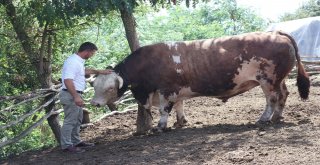 (Özel) 1.5 Tonluk Babayiğit, 41 Bin Tlye Alıcısını Bekliyor