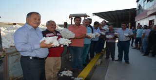 Türkiyenin Pamuk Ambarı Sökede İlk Pamuk Hasadı Yapıldı