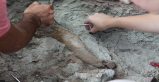 Çankırıda Omurgalı Fosil Kazıları Başladı