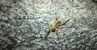 Sarı Kız Zararlı Değil Yararlı