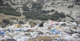 Burdurda Sokak Hayvanları Beslendi