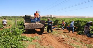 Belediyenin Yetiştirdiği Üzümler Yoksulların Sofrasına Gidiyor