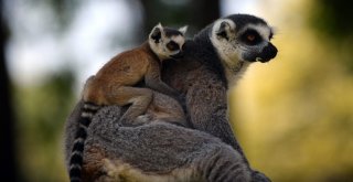 Lemurların Yavru Sevinci