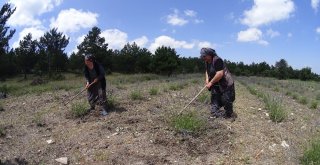 Frig Vadisi Lavanta Kokmaya Başladı